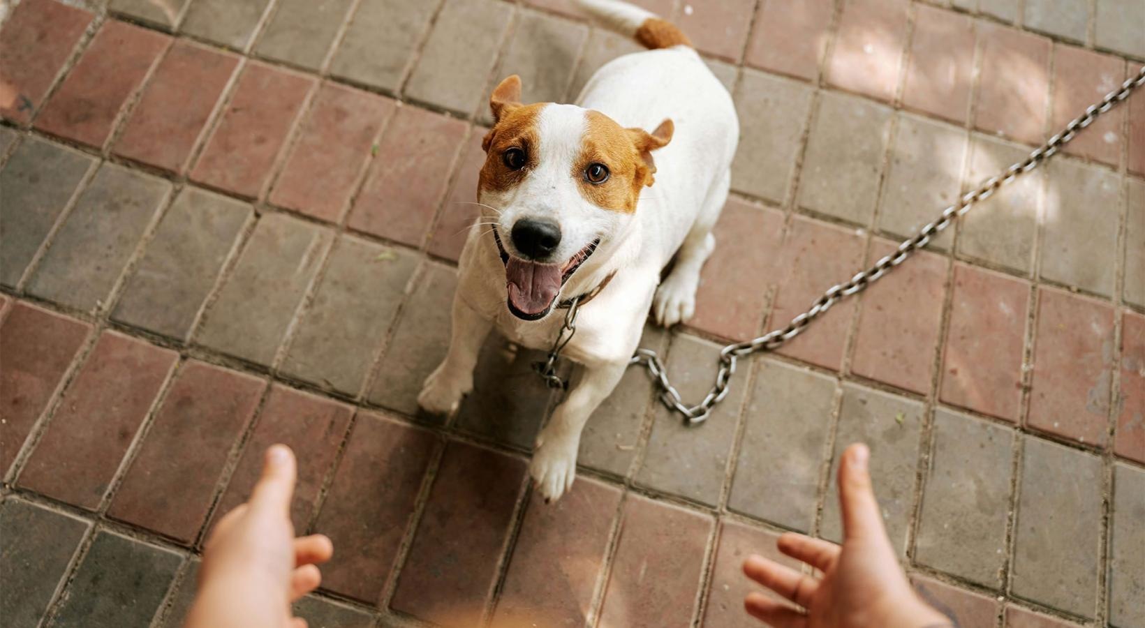 a dog on a leash being walked by a person